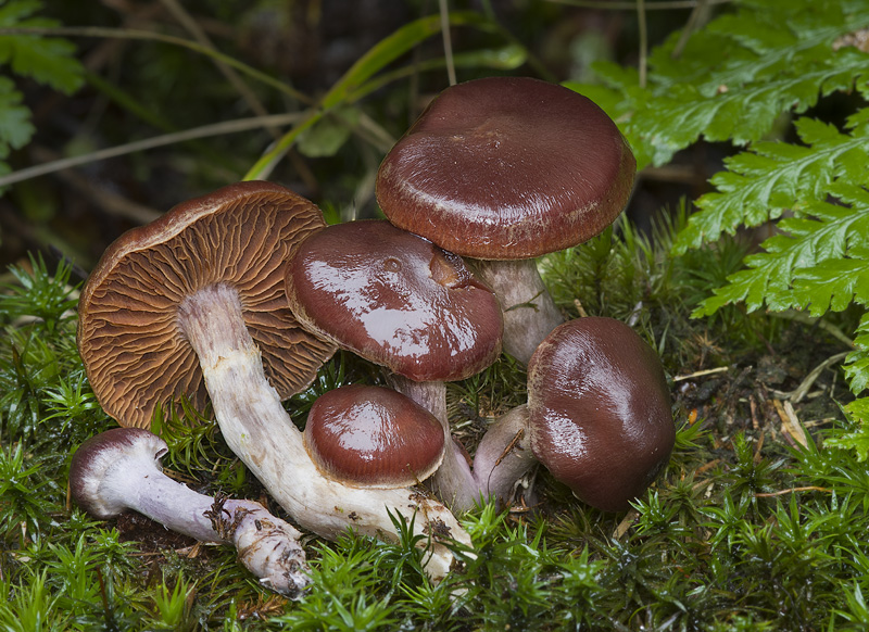 Cortinarius tortuosus